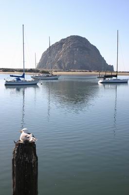 Rock with Bird (1 MB)